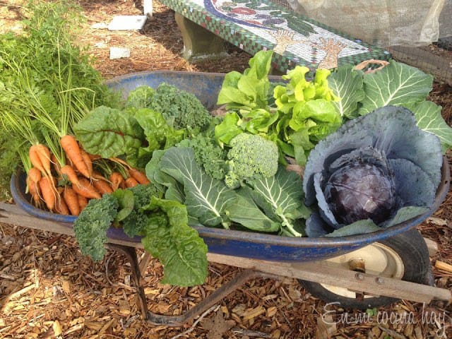 Huerta urbana: básicos