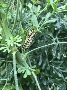 Monarch caterpillar in rue