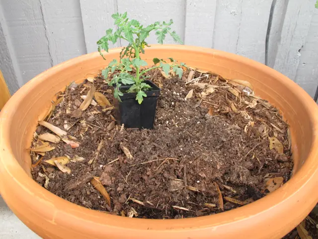 How to Grow Tomatoes in Houston