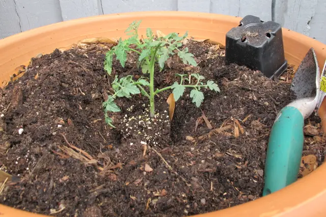 Huerto en casa: Como cultivar y plantar tomates