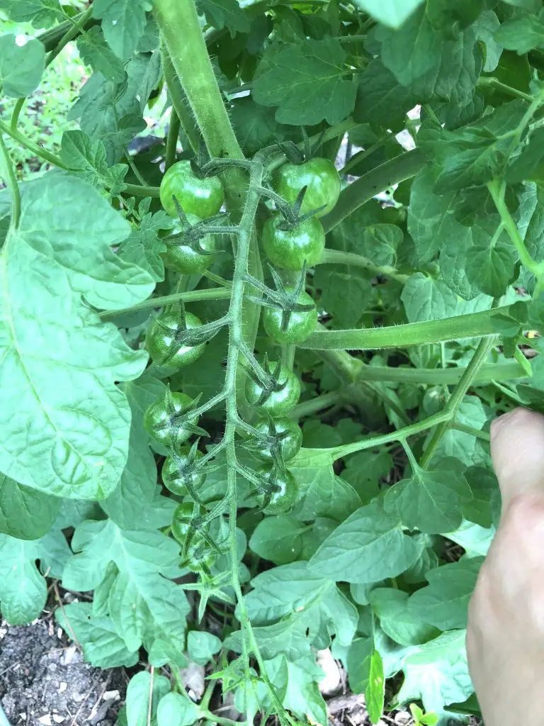 Huerto en casa: Como cultivar y plantar tomates