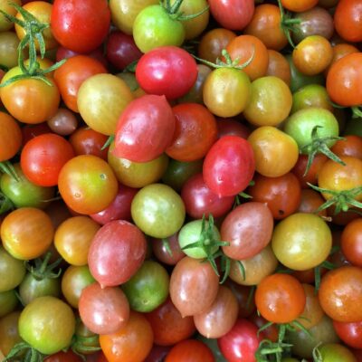 Huerto en casa: Como cultivar y plantar tomates