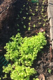 Huerto en casa: Como plantar y cultivar lechugas