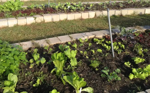 Huerto en casa: Como plantar y cultivar lechugas