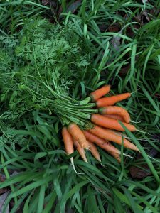 Como plantar y cultivar zanahorias