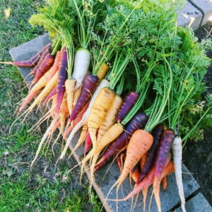 Como plantar y cultivar zanahorias