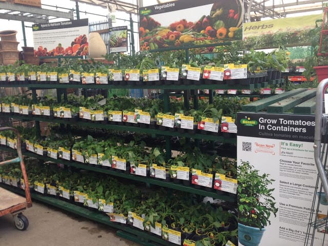 Huerta en maceteros: Tomates, ajíes y hierbas