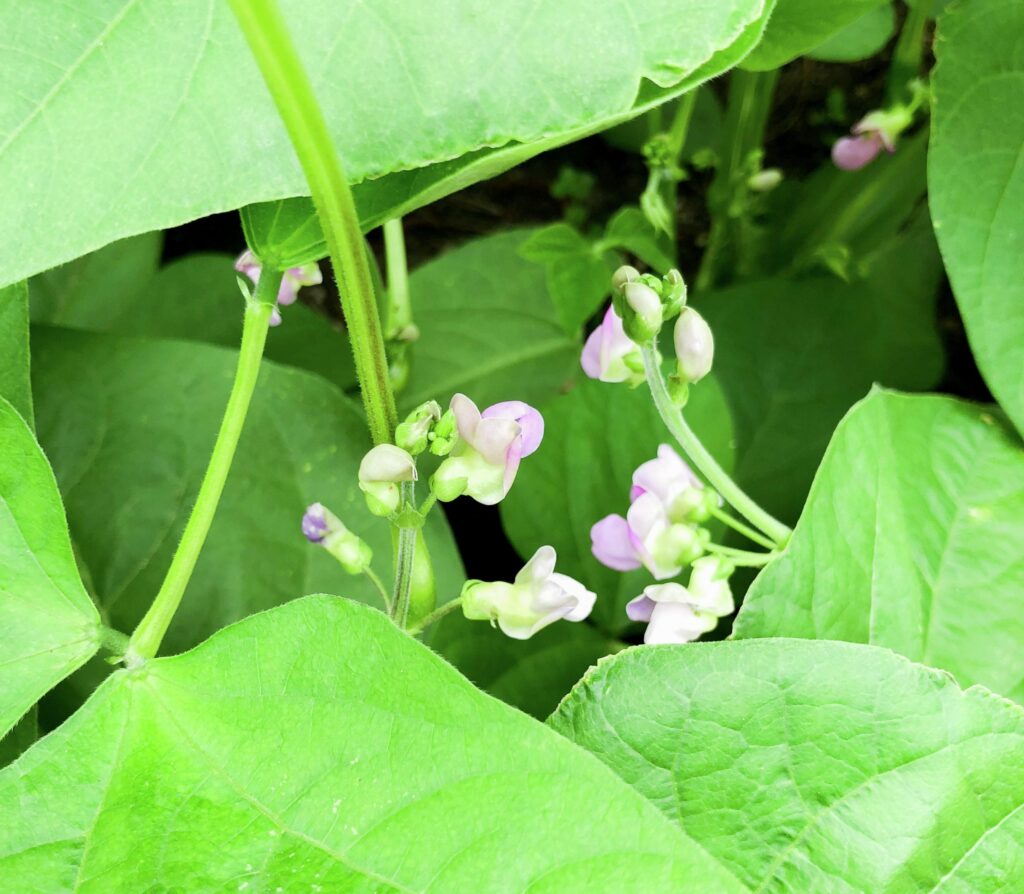 flor del poroto