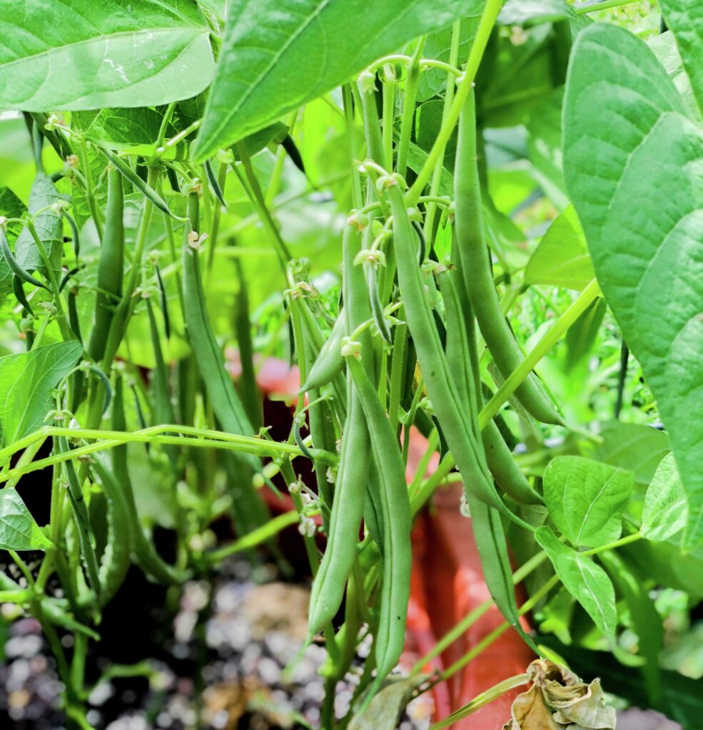 Como plantar y cultivar porotos