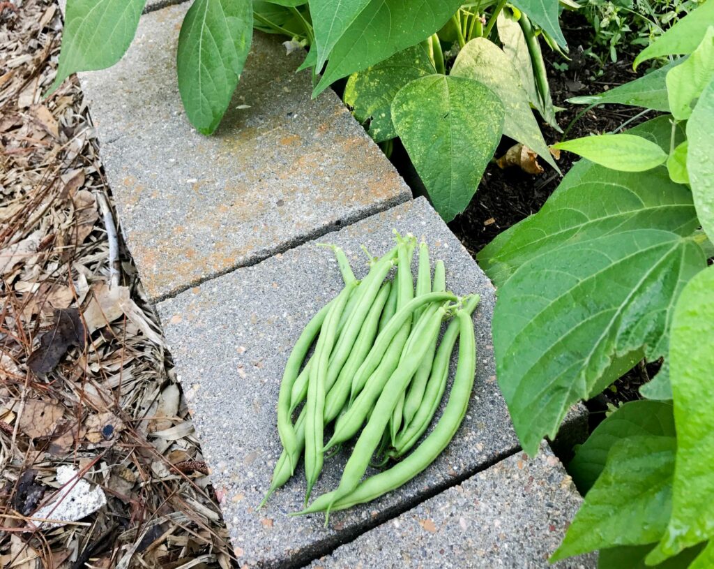 Huerto en casa: Como cultivar y plantar porotos