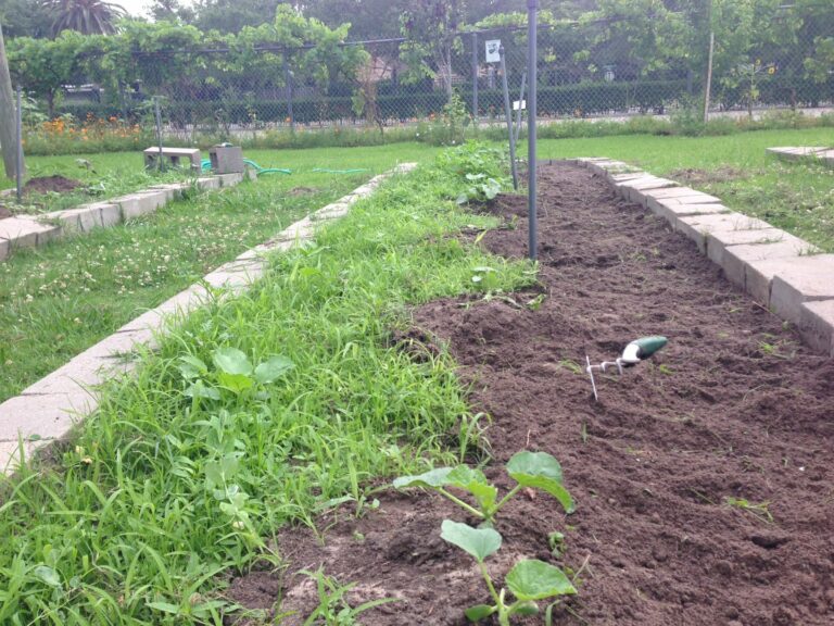 Como controlar las malezas