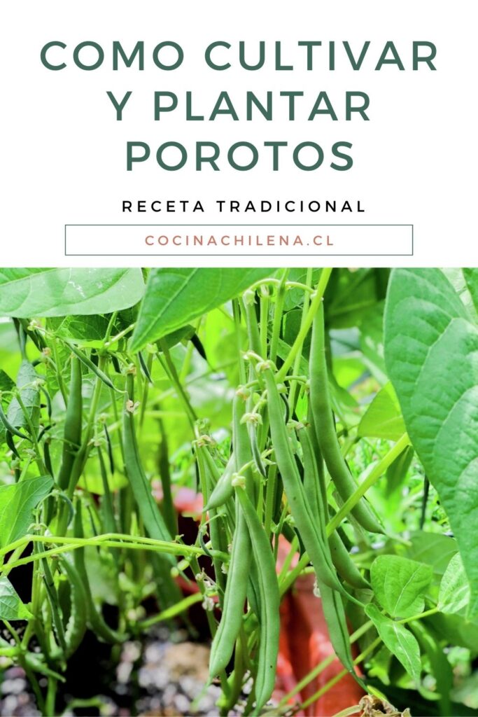 como cultivar y plantar porotos