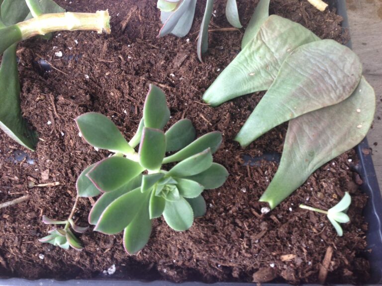 Como cultivar suculentas