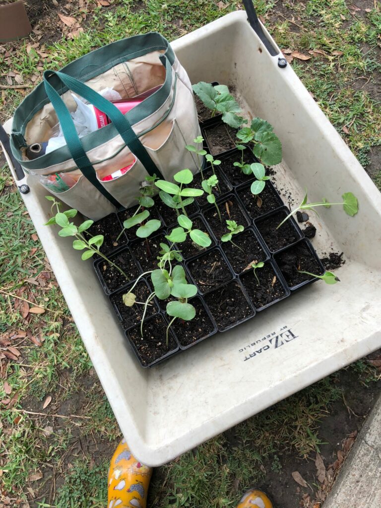 Como hacer almácigos