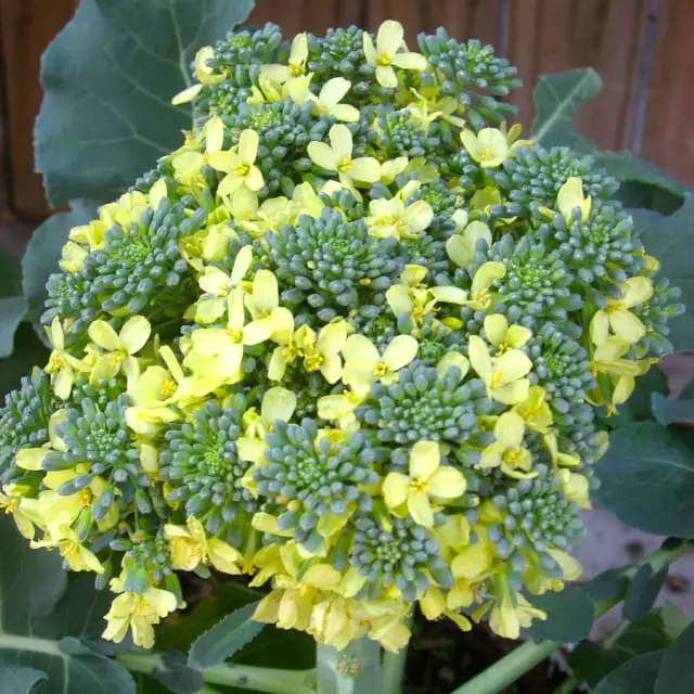 brocoli flor
