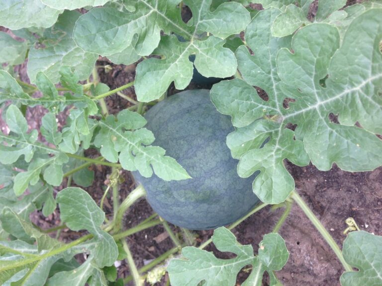 Como cultivar sandías y melones