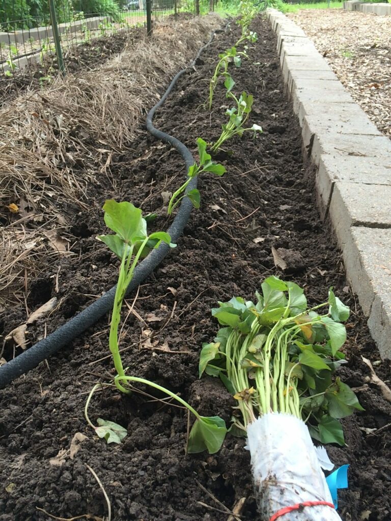 Como cosechar camotes