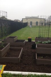 6 Basics of the Vegetable Garden in Houston