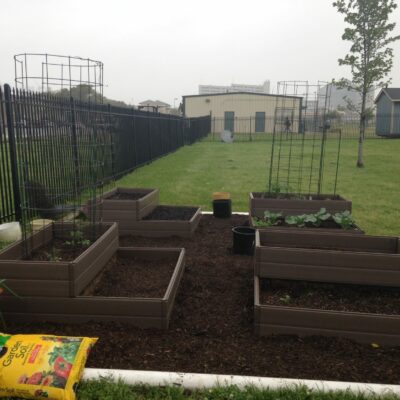 6 Basics of the Vegetable Garden in Houston
