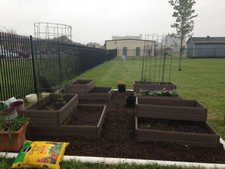 6 Basics of the Vegetable Garden in Houston