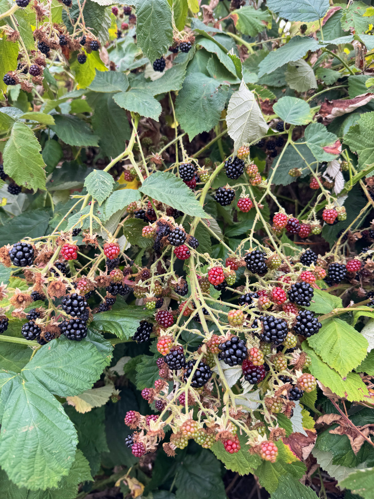 Moral con moras listas para ser cosechadas.